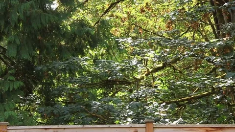 Sunlight on big leaf maple moving in light breeze Stock Footage 115058798