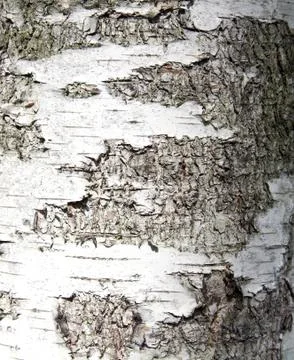 Sunlight birch bark on the tree as a background Foto stock