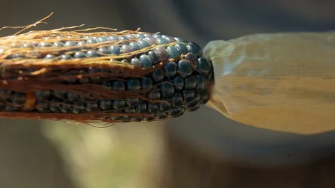 Sunlight on black corns Vidéo 94883106