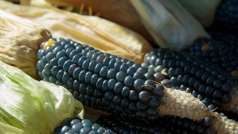Sunlight on black corns Video stock 94883181