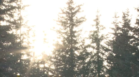 Sunlight Blaze Snow Forest slow Stock Footage 2565544