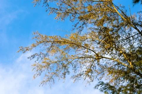 The sunlight on the blurred of pine in blue and orange sky background. copy.. Stock Photos