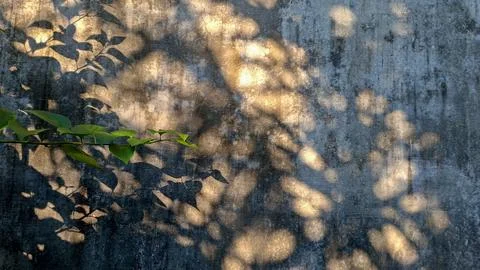 Sunlight Bokeh and Leaf Shadows on Aged Concrete Wall Stock Photos