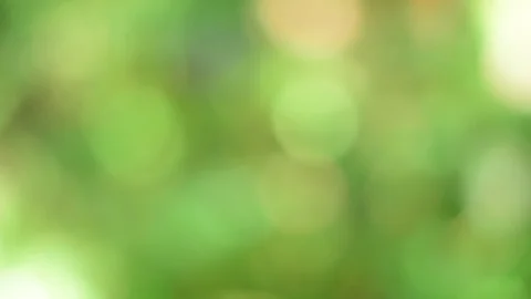 Sunlight bokeh the green leaves of trees natural blurred Stock Footage 119672334
