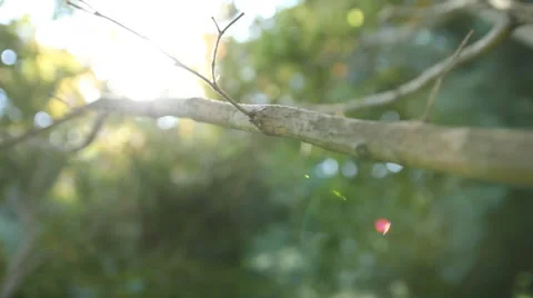 Sunlight on Branch Stock Footage 37671600