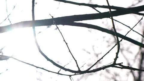 Sunlight From Branches Stock Footage 241152214