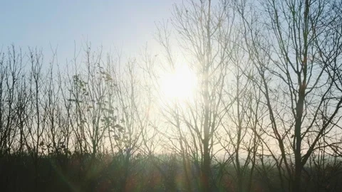 Sunlight Breaking Through Bare Winter Trees Stock Footage 282934095