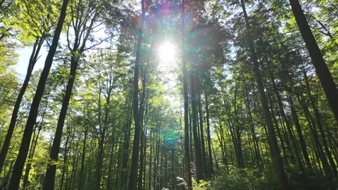 Sunlight Breaking Through Canopy of Forest with High Trees and Leaves. Stock Footage 288086860