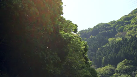 Sunlight Breaking Through Cedar Forest Along Hozu River - Kyoto, Japan Stock Footage 336830029