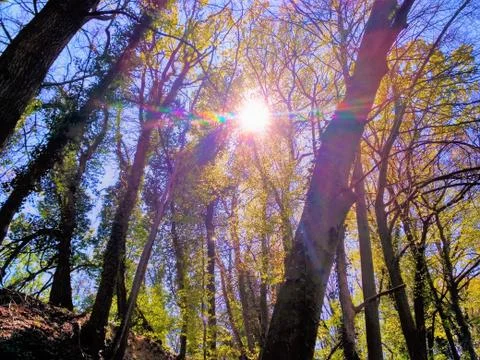 Sunlight breaking through crowns of trees Stock Photos