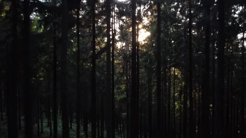 Sunlight Breaking Through Dark Forest Trees, aerial drone view 스톡 동영상 319828504