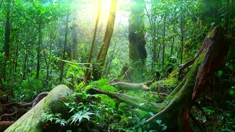 Sunlight breaking through dense foliage of trees growing in foggy tropics Видео 74970387