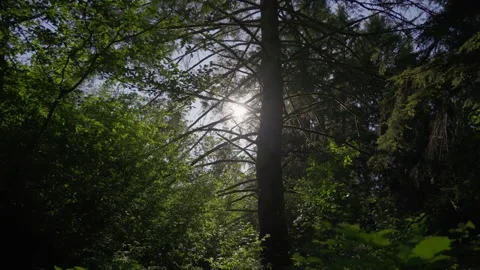 Sunlight breaking through dense forest with blue sky Stock Footage 311842208