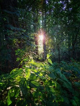 Sunlight breaking through dense green forest trees onto wild nettle leaves Stock Photos