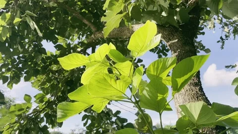 Sunlight breaking through the green leaves. Panning left shot. Stock Footage 208938980