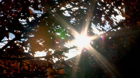 Sunlight breaking through leaves and branches of a tree Stock Footage 38877844