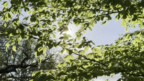 Sunlight breaking through lush green tree canopy 4K Vídeos de archivo 334760183