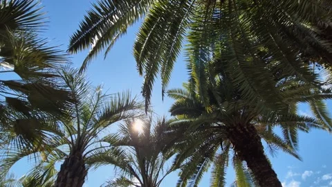 Sunlight breaking through the lush leaves of palm trees Stock-Footage 306617105