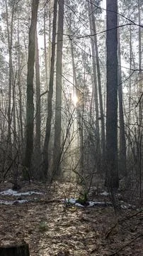 Sunlight Breaking Through Misty Forest. Stock Photos
