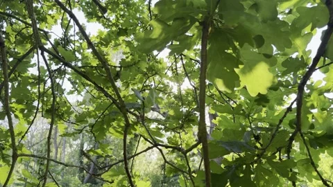 Sunlight breaking through oak leaves slow motion Stockbeeldmateriaal 334760199