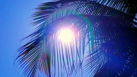 Sunlight breaking through palm foliage swaying in breeze Stock Footage 72784904