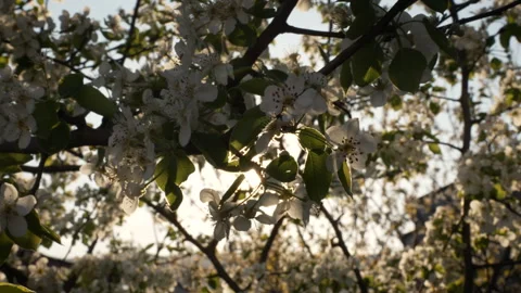 Sunlight Breaking Through Pear Blossoms at Golden Hour Stock Footage 332211294