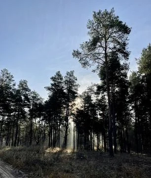 Sunlight Breaking Through Pine Forest in Early Morning Stock Photos