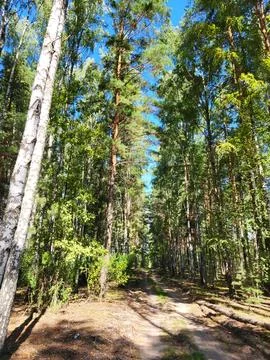 Sunlight Breaking Through a Pine Forest Stock Photos