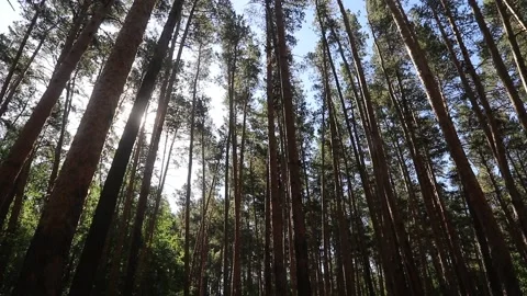 Sunlight breaking through the pines swaying in the wind Stock Footage 165941347