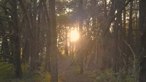Sunlight Breaking Through Scattered Trees Video stock 131861850
