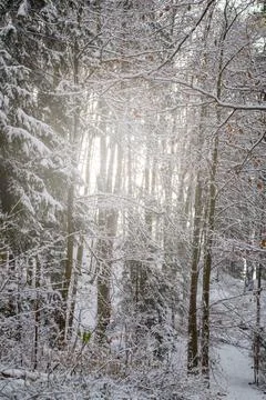 Sunlight breaking through the snow-covered branches of trees and fir trees Stock Photos