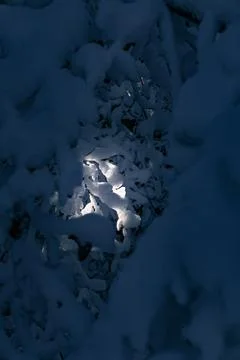Sunlight Breaking Through Snowy Forest Branches Stock Photos