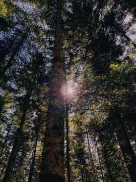 Sunlight breaking through tall trees in an autumn forest Stock Photos