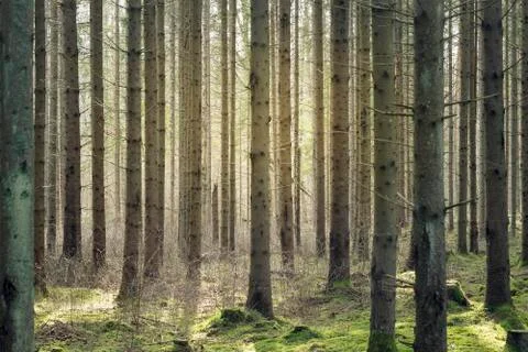 Sunlight breaking through trees and rays of ligh Stock Photos