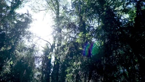 Sunlight breaking through the treetops Stock Footage 155116145