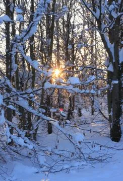 Sunlight breaking through winter forest Stock-Fotos