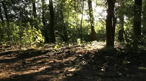 Sunlight Breaking Through Woods Trees HD File Stock Footage 10681340