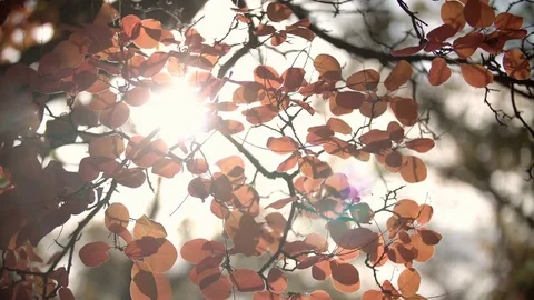 Sunlight breaks through the autumn leaves  which sways in the wind  Stock Footage 81178061