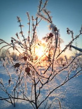 Sunlight breaks through the branches Stock Photos