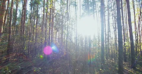Sunlight breaks through the branches of trees. Stock Footage 221672369