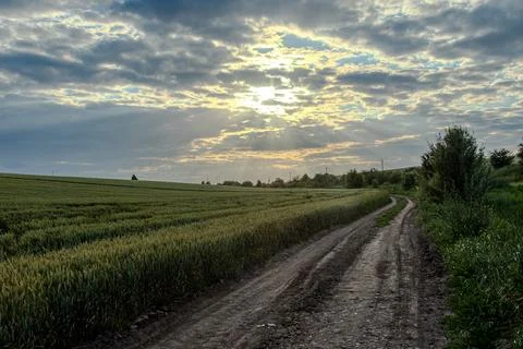 Sunlight breaks through clouds over a winding dirt path in a wheat field du.. Foto stock