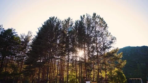 Sunlight breaks through the crowns of pine trees on a summer sunny evening. Stock Footage 111570319