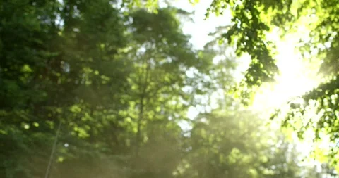 Sunlight Breaks Through Dense Canopy in a Summer Forest Stock-Footage 340260015