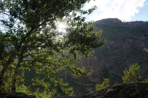 Sunlight breaks through the foliage of a tree Stock Photos