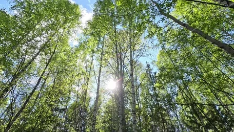 Sunlight breaks through the green crowns of the trees in the forest Stock Footage 287730773