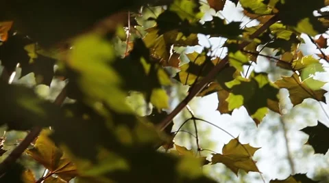 Sunlight breaks through the green leaves of maple Stock Footage 58814061