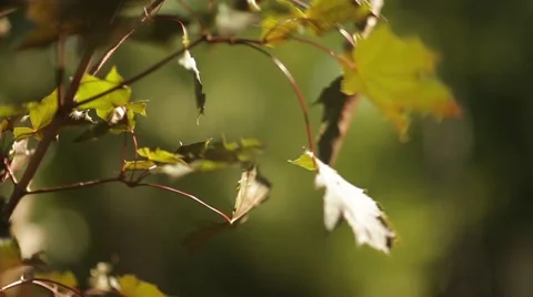 Sunlight breaks through the green leaves of maple Stock Footage 58814099