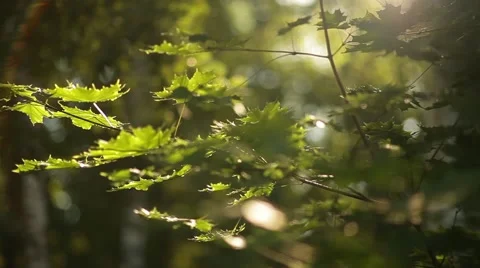 Sunlight breaks through the green leaves of maple Vídeos de archivo 58814152