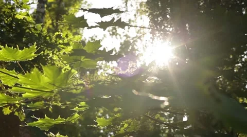 Sunlight breaks through the green leaves of maple Stock Footage 58814258