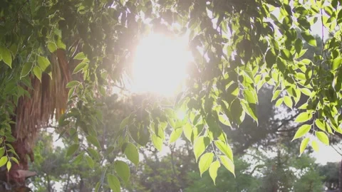 Sunlight breaks through the green leaves Stock Footage 195330910